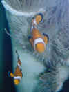 anemone.jpg (23285 Byte)