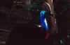 cassowary.jpg (37920 Byte)