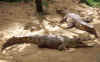 croco2.jpg (45665 Byte)
