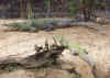 croco.jpg (51241 Byte)