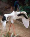 jabiru.jpg (35877 Byte)