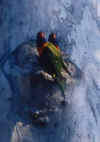 lorikeet.jpg (15369 Byte)