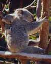 minikoala.jpg (55076 Byte)