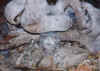 owl.jpg (45307 Byte)