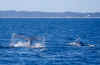whale1.jpg (48076 Byte)