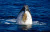 whale2.jpg (59352 Byte)